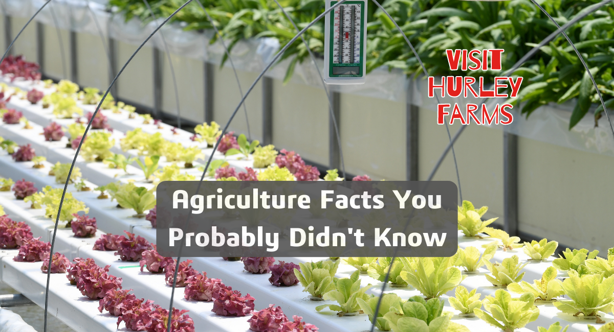 Agriculture Facts You Probably Didn't Know